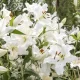 White Flower Plant Identification