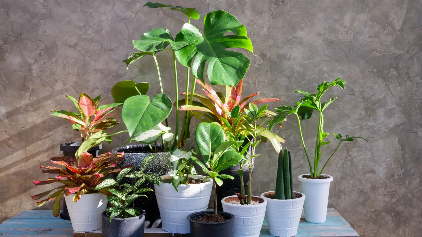Low-Growing Tropical Plants